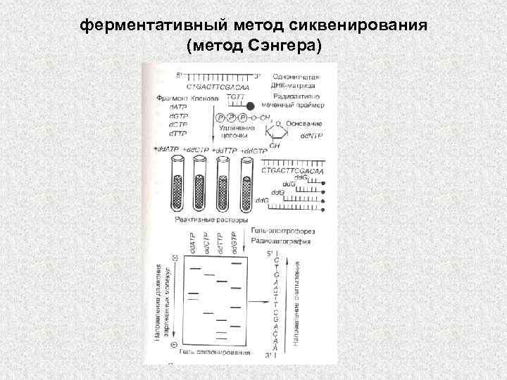 ферментативный метод сиквенирования (метод Сэнгера) 
