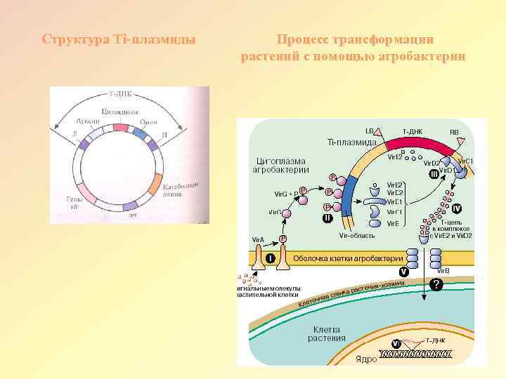 Структура Тi-плазмиды Процесс трансформации растений с помощью агробактерии 