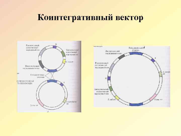 Коинтегративный вектор 