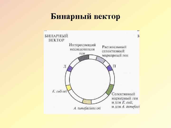 Бинарный это