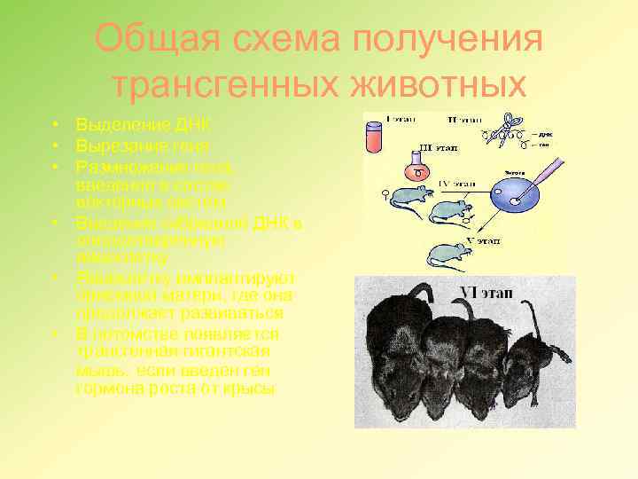 Общая схема получения трансгенных животных • Выделение ДНК • Вырезание гена • Размножение гена,