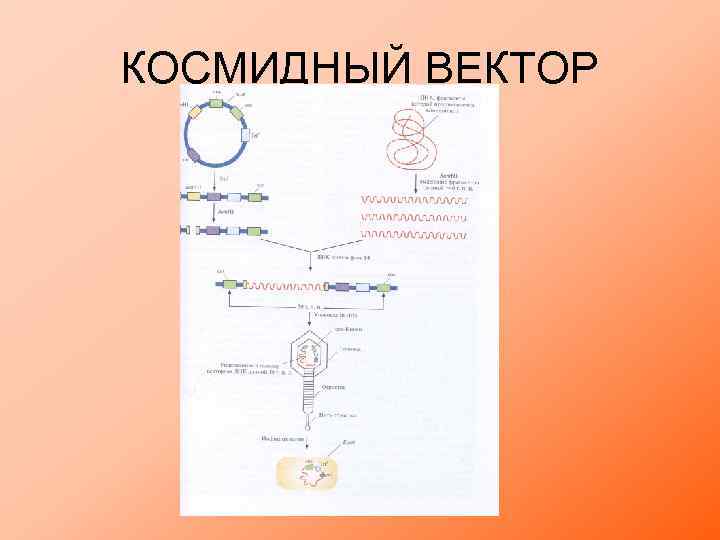 КОСМИДНЫЙ ВЕКТОР 