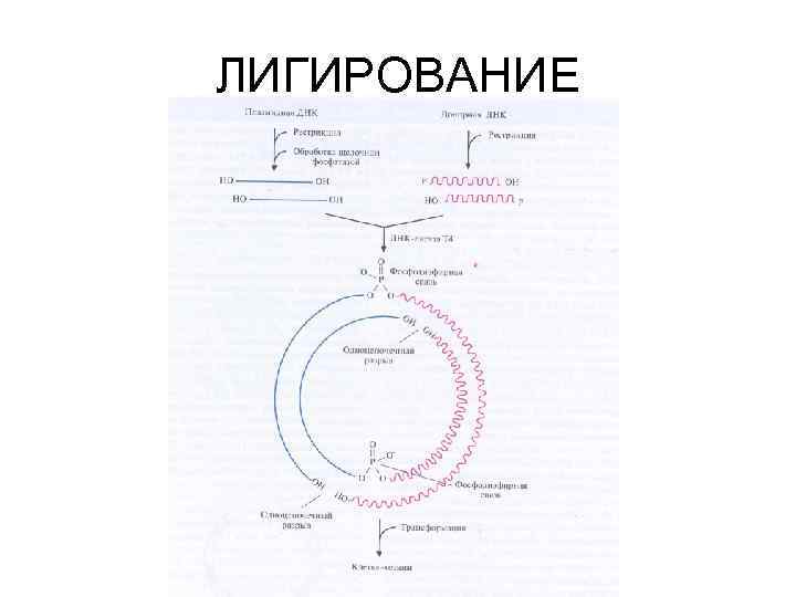 Днк 01.03 2024. Лигирование ДНК. Лигирование это в генетике. Лигирование адаптеров ДНК. Лигирование ДНК простыми словами.