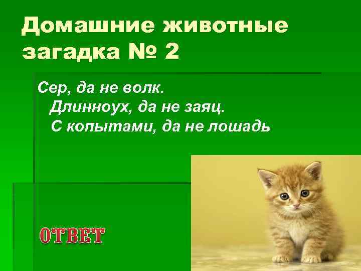 Домашние животные загадка № 2 Сер, да не волк. Длинноух, да не заяц. С