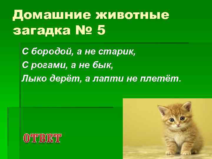 Домашние животные загадка № 5 С бородой, а не старик, С рогами, а не