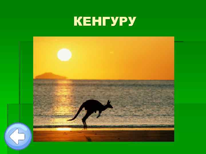 КЕНГУРУ 