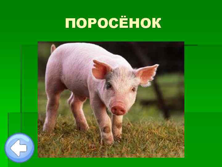 ПОРОСЁНОК 