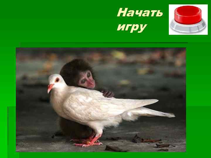 Начать игру 