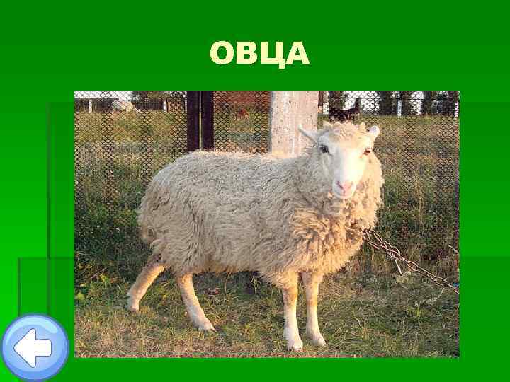 ОВЦА 