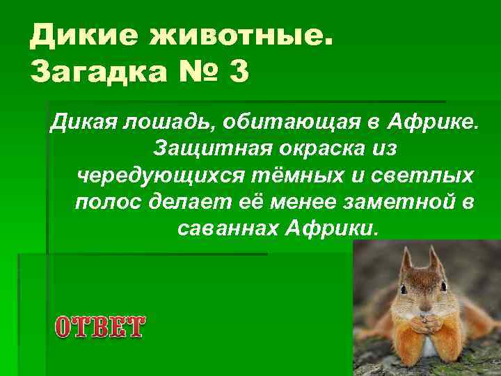 Дикие животные. Загадка № 3 Дикая лошадь, обитающая в Африке. Защитная окраска из чередующихся