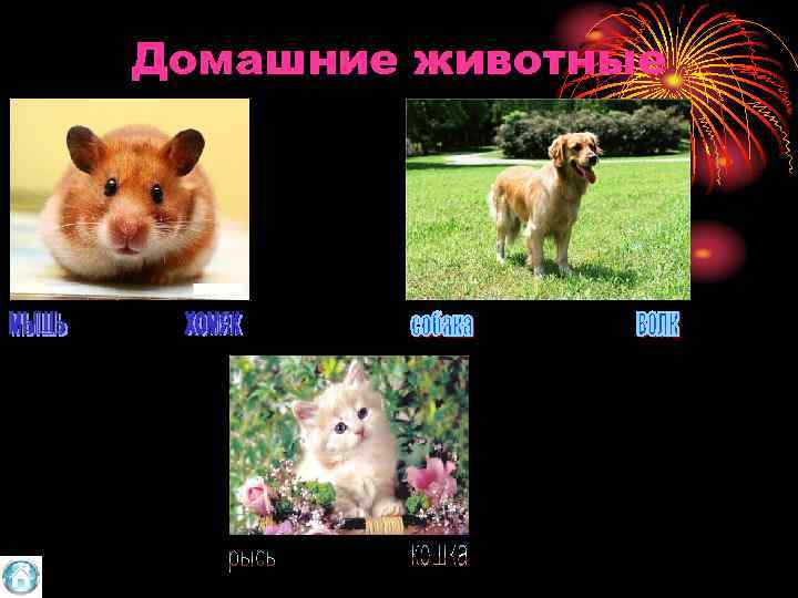 Домашние животные 