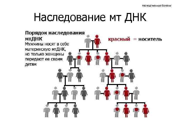 Наследственные болезни Наследование мт ДНК 