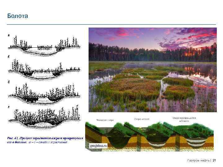 Болота Газпром нефть 21 
