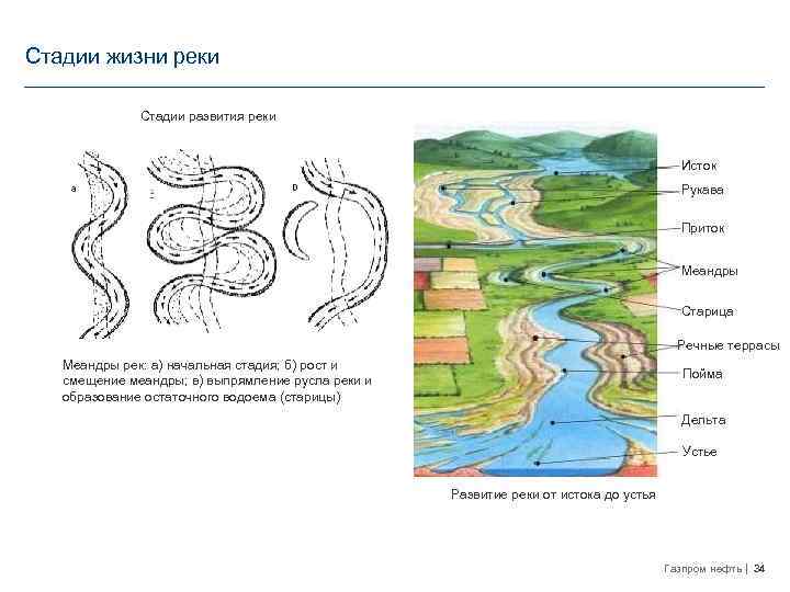 Стадии жизни реки Стадии развития реки Исток Рукава Приток Меандры Старица Речные террасы Меандры