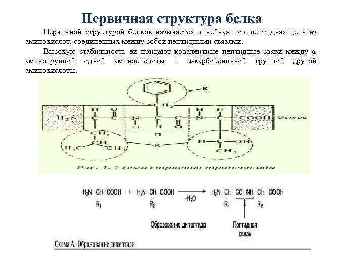 Первичная структура белка Первичной структурой белков называется линейная полипептидная цепь из аминокислот, соединенных между