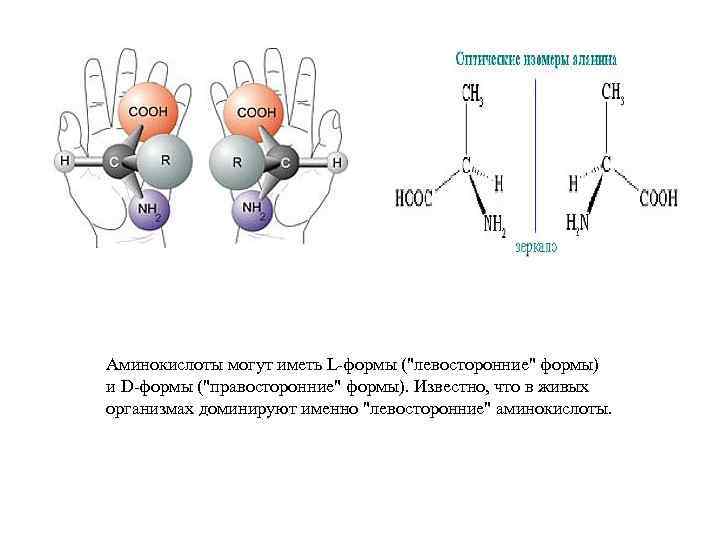 Аминокислоты могут иметь L-формы ("левосторонние" формы) и D-формы ("правосторонние" формы). Известно, что в живых