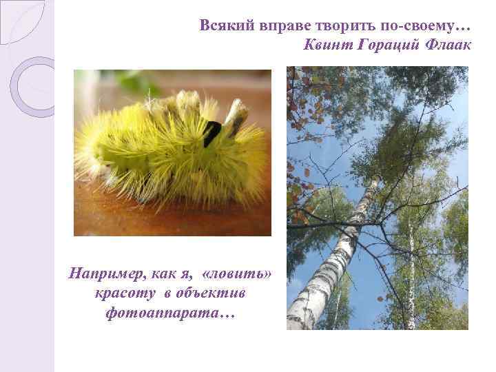 Всякий вправе творить по-своему… Квинт Гораций Флаак Например, как я, «ловить» красоту в объектив