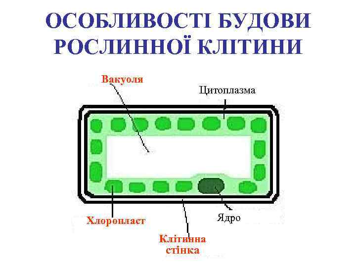 ОСОБЛИВОСТІ БУДОВИ РОСЛИННОЇ КЛІТИНИ Вакуоля Цитоплазма Ядро Хлоропласт Клітинна стінка 