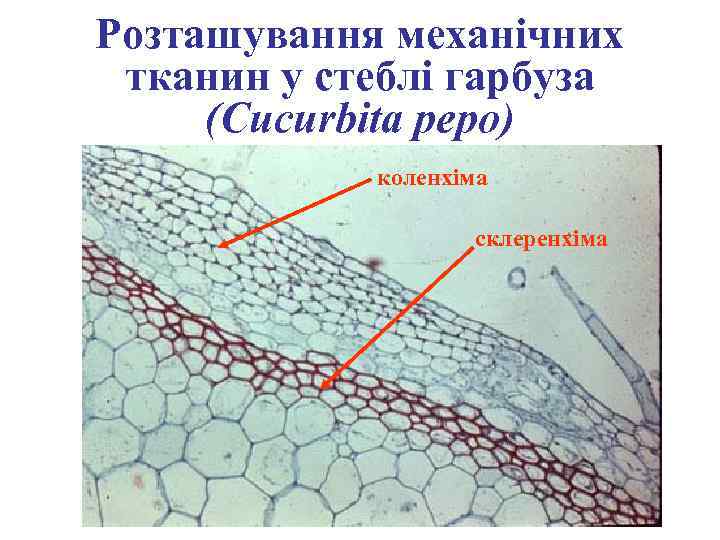 Розташування механічних тканин у стеблі гарбуза (Cucurbita pepo) коленхіма склеренхіма 