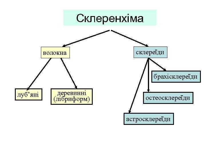 Склеренхіма волокна склереїди брахісклереїди луб’яні деревинні (лібриформ) остеосклереїди астросклереїди 