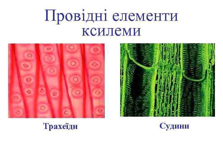 Провідні елементи ксилеми Трахеїди Судини 