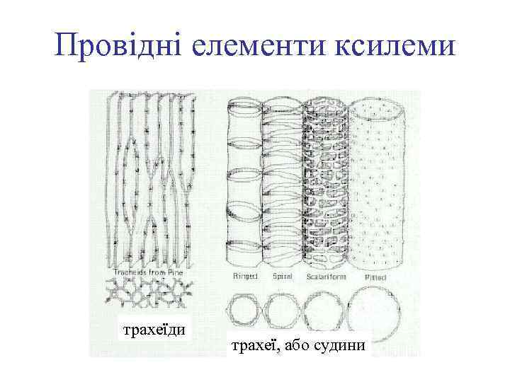 Провідні елементи ксилеми трахеїди трахеї, або судини 