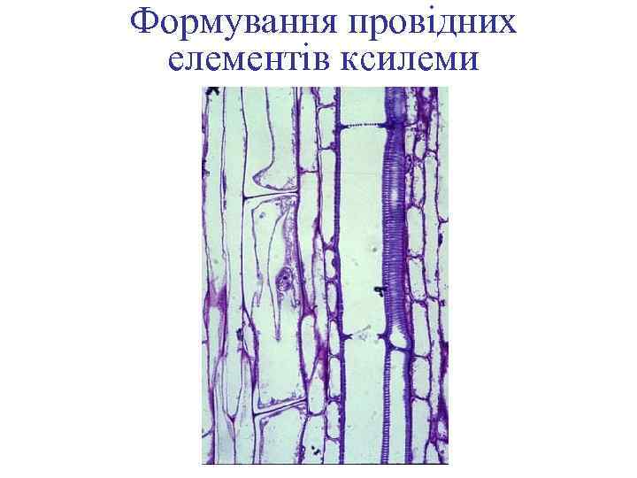 Формування провідних елементів ксилеми 