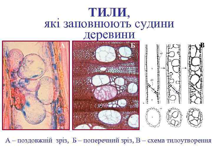 ТИЛИ, які заповнюють судини деревини А Б В А – поздовжній зріз, Б –