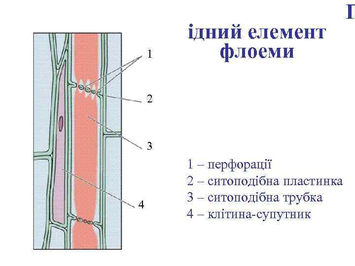 1 ідний елемент флоеми 2 3 4 1 – перфорації 2 – ситоподібна пластинка
