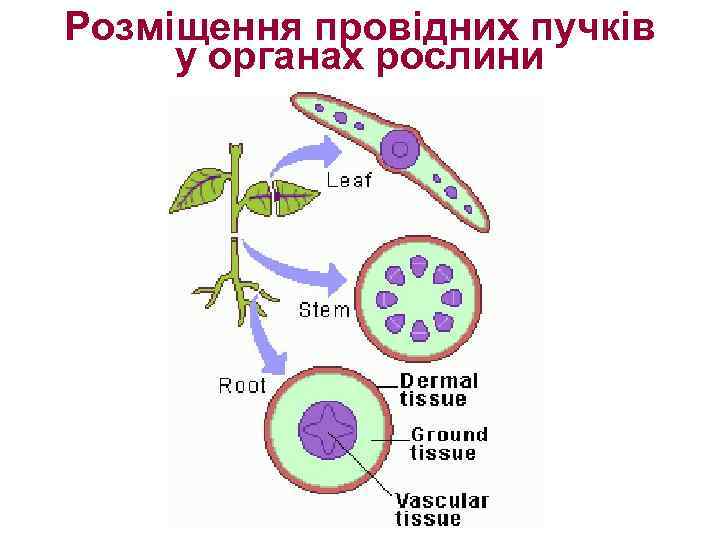 Розміщення провідних пучків у органах рослини 