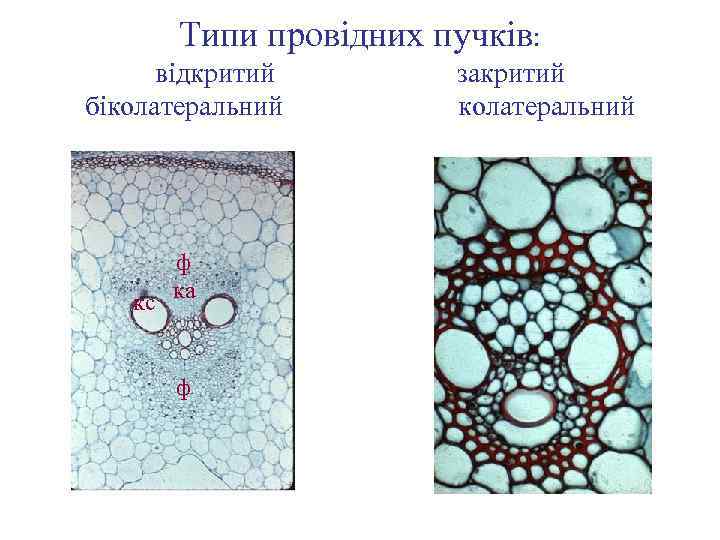 Типи провідних пучків: відкритий біколатеральний ф кс ка ф закритий колатеральний 