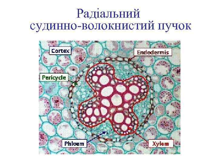 Радіальний судинно-волокнистий пучок 
