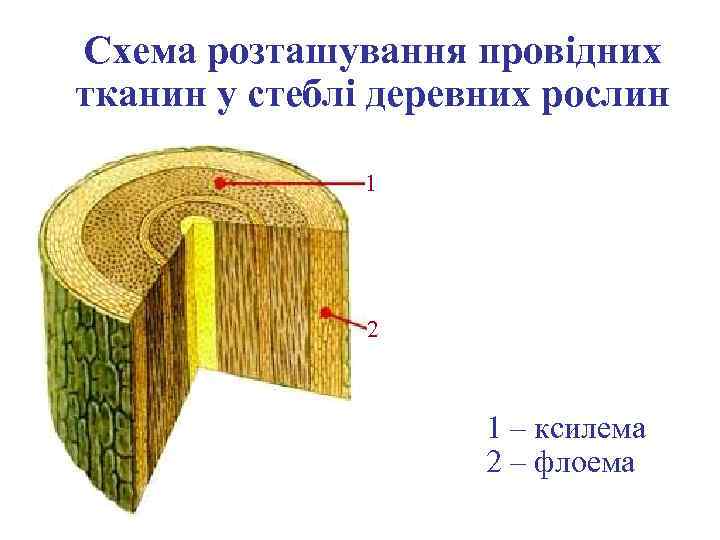 Схема розташування провідних тканин у стеблі деревних рослин 1 2 1 – ксилема 2