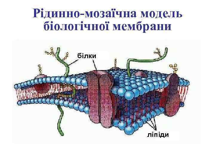Рідинно-мозаїчна модель біологічної мембрани білки ліпіди 