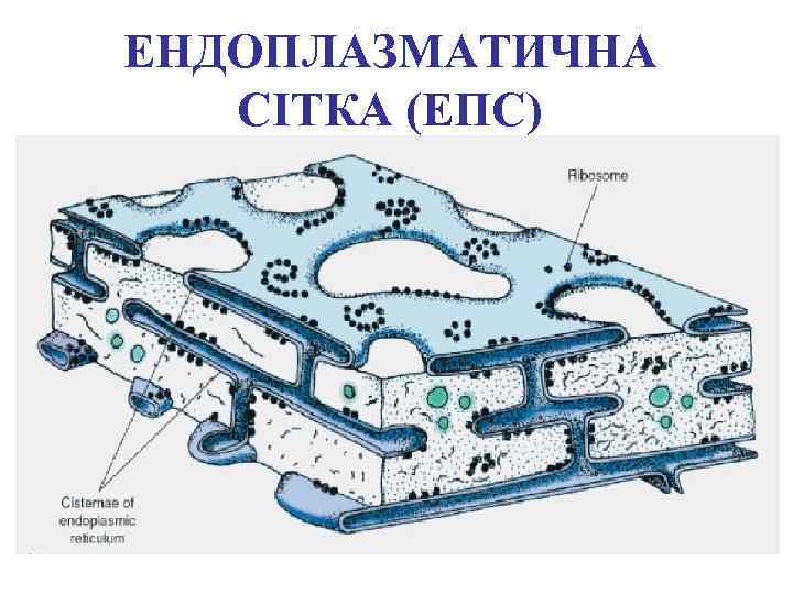 ЕНДОПЛАЗМАТИЧНА СІТКА (ЕПС) 