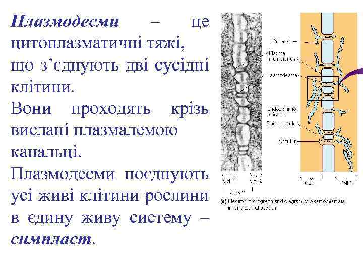 Плазмодесми – це цитоплазматичні тяжі, що з’єднують дві сусідні клітини. Вони проходять крізь вислані