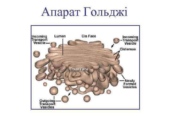 Апарат Гольджі 
