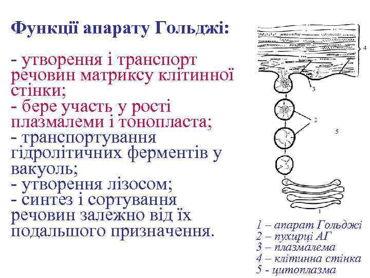 Функції апарату Гольджі: - утворення і транспорт речовин матриксу клітинної стінки; - бере участь