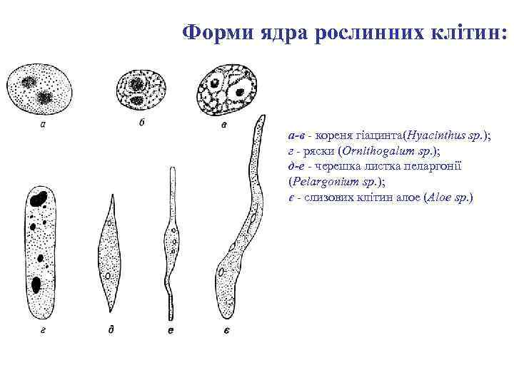 Форми ядра рослинних клітин: а-в - кореня гіацинта(Hyacinthus sp. ); г - ряски (Ornithogalum