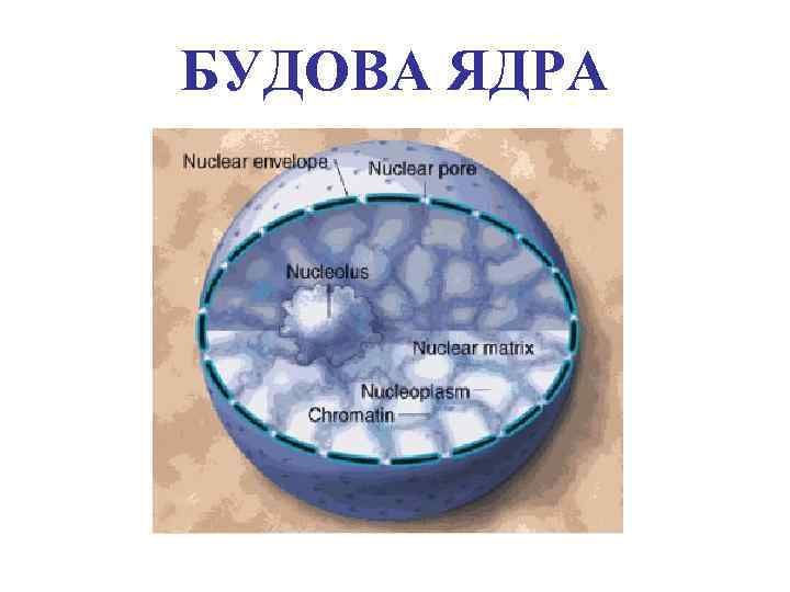БУДОВА ЯДРА 