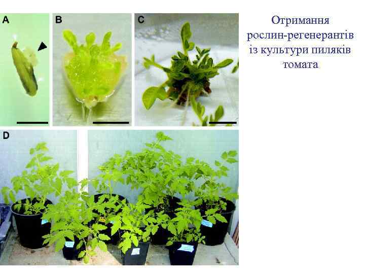 Отримання рослин-регенерантів із культури пиляків томата 