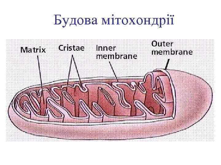 Будова мітохондрії 
