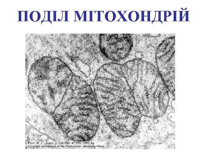 ПОДІЛ МІТОХОНДРІЙ 