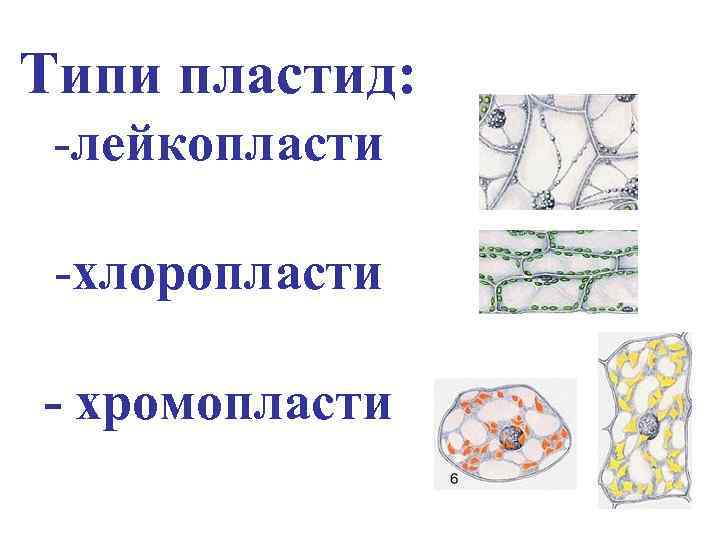 Типи пластид: -лейкопласти -хлоропласти - хромопласти 