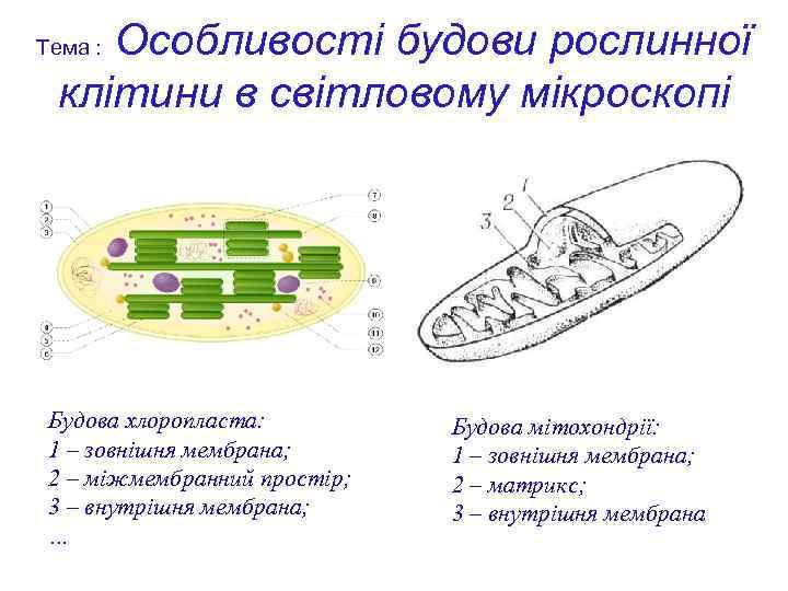 Особливості будови рослинної клітини в світловому мікроскопі Тема : Будова хлоропласта: 1 – зовнішня