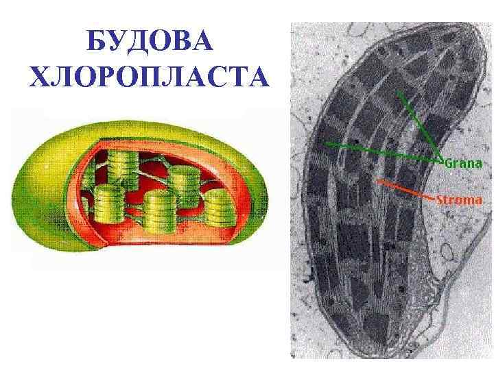 БУДОВА ХЛОРОПЛАСТА 