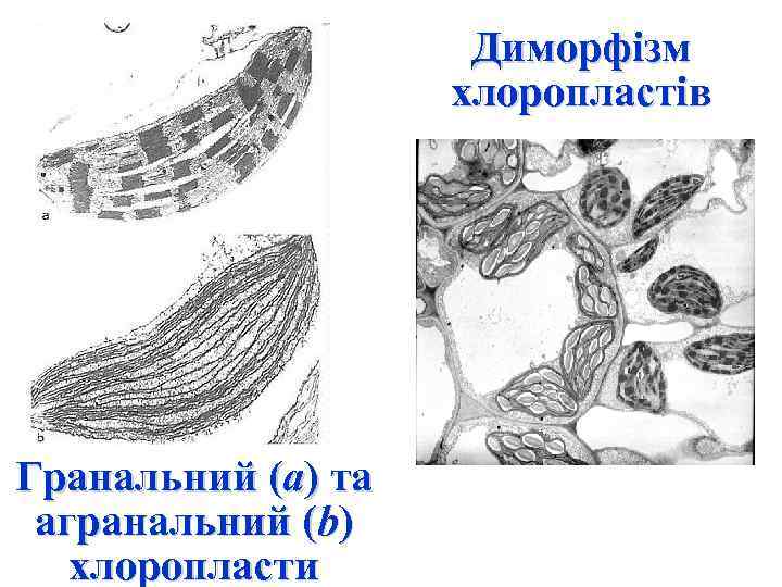 Диморфізм хлоропластів Гранальний (а) та агранальний (b) хлоропласти 