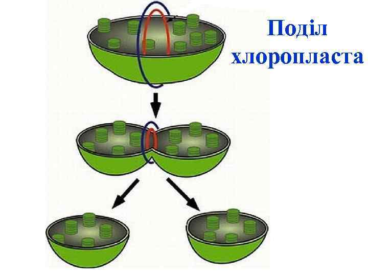 Поділ хлоропласта 