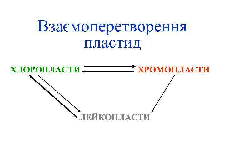 Взаємоперетворення пластид ХЛОРОПЛАСТИ ХРОМОПЛАСТИ ЛЕЙКОПЛАСТИ 