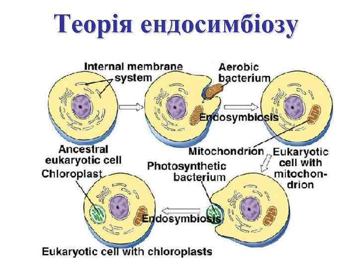 Теорія ендосимбіозу 